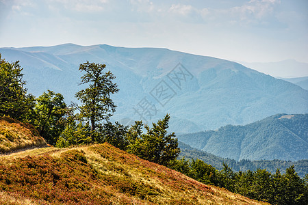 穿过喀尔巴阡山脉的山边草原草地旅游绿色木头场景森林旅行山坡荒野远足图片