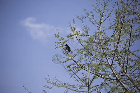 红蜂黑鸟鸟类学红翅羽毛多样性荒野翅膀湿地动物男性生物图片