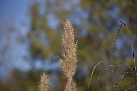 水 Reeds花园蓝色生长荒野芦苇植物粮食植物学植物群农村图片