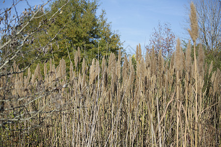 水 Reeds情调生态橙子草地植物学生长蓝色农村植物群植物图片