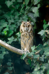 长耳朵猫头鹰(Asio Otus)图片