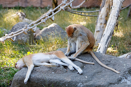 猴子雌性大鼠橙子旱谷红肠男性大草原食草野生动物女性哺乳动物姿势背景图片
