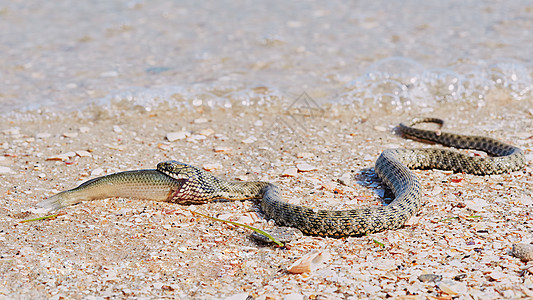 水律蛇蛇河Natrix爬行动物捕食者爬虫蠕变动物野生动物毒蛇猎物背景