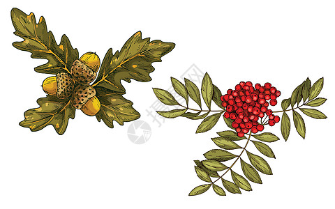 用红莓和橡树叶以及白底孤立的橡子 手画的波纹枝 矢量图片