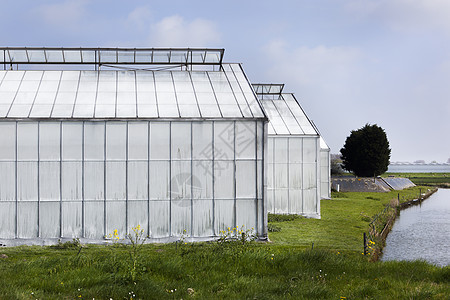 白色温室栽培园艺植物农业窗户玻璃商业食物绿色图片