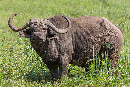 坦桑尼亚的非洲水牛城国家哺乳动物荒野栖息地水牛马拉草原野生动物沼泽食草图片