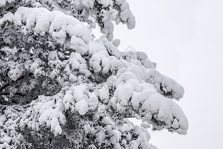 雪中松树白色森林针叶天空新年背景图片