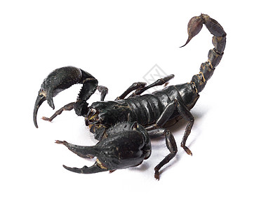 白色背景的蝎子沙漠脊椎动物阴影热带尾巴刺痛昆虫荒野野生动物皇帝图片