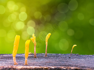 Dacryopinax病原体 一种可食用果冻真菌蔬菜季节宏观背景环境木头热带公园植物腐烂图片