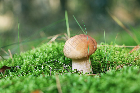 在苔中生长的白蘑菇图片