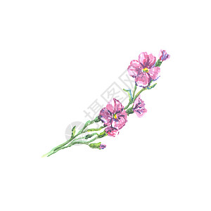 白色背景上孤立的叶子的明亮水彩花墙纸邀请函紫色季节刷子卡片生日植物艺术花束背景