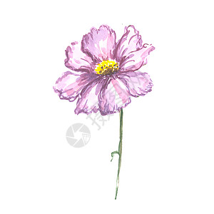 白色背景上孤立的叶子的明亮水彩花打印生日紫色绘画植物卡片手绘花束横幅花瓣背景
