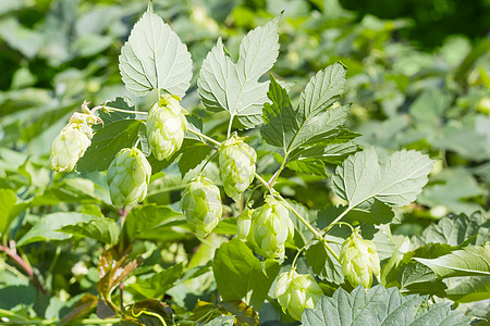 树叶和种子锥的花枝花园产品频闪食物草药植物啤酒饮料收成农业图片