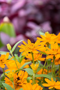 五颜六色的花的背景图片植物群季节花瓣植物紫色宏观粉色花束生长背景图片
