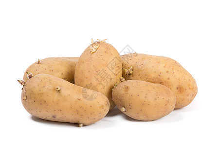 白种土豆的老土豆芽 在白种背景上被孤立图片