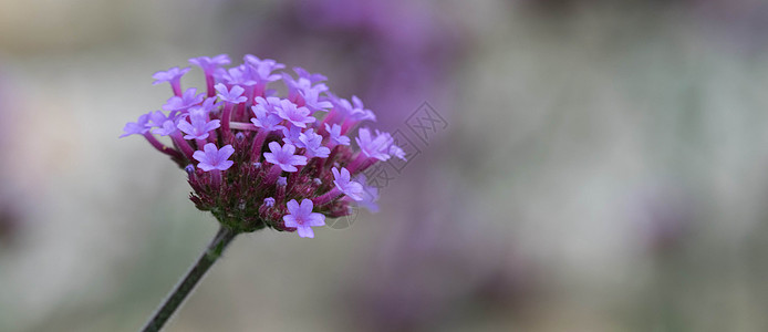 赫布罗伯特安静的美人荒野草地叶子触角花朵昆虫花粉野生动物植物野花图片