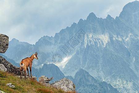 高塔特拉的塔米瓦高山喇叭风景山羊麂皮动物顶峰天空栖息地野生动物图片