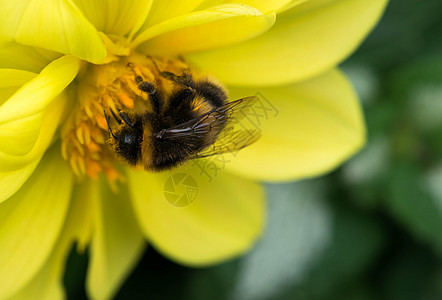 蜜蜂收集花蜜 在美丽的花朵上触角叶子紫色植物学翅膀季节花粉花瓣飞行蜂蜜图片