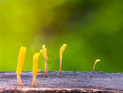 Dacryopinax病原体 一种可食用果冻真菌生活木头背景腐烂季节蔬菜团体宏观环境叶子图片