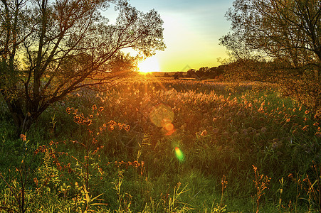 清晨阳光的秋光照在草原上的草地上日落天空季节天气植物场景太阳金子橡木晴天图片