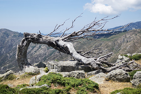 在Corsica的Gr20上的老树生长木头植物生活树叶树干分支机构绿色白色环境图片