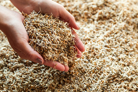 发芽的种子小麦的发芽种子大麦啤酒厂啤酒生产宏观质地酿造谷物背景主食背景