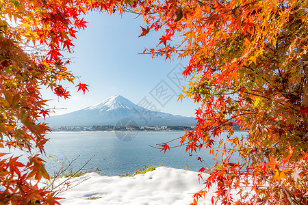 秋秋藤山公吨红假芦苇光洋火山枫叶杂草花园薄雾红树图片