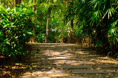下午热带雨林的铁轨 公园的热带 森林的石路石头途径墙纸冒险场景叶子雨林植被植物绿色植物图片