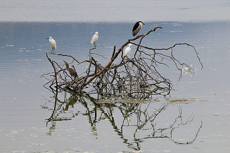 在马里布比亚克的黑冠夜妖和雪衣帽夜鹭白鹭鸟类海滩羽毛海洋海岸马里布野生动物眼睛图片