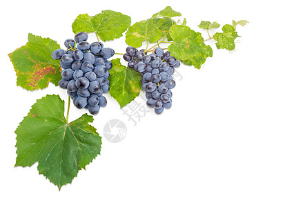 葡萄藤上的蓝葡萄团团 有叶子收成酿酒季节栽培树叶农业藤蔓葡萄园食物葡萄图片