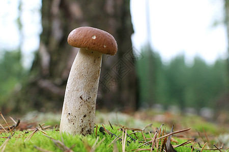 长长的白真菌生长在木材中图片