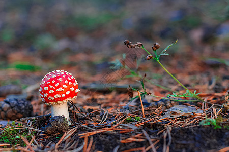 红色有毒阿玛尼塔蘑菇生长地面植物橙子公园森林毒蝇照片荒野宏观图片