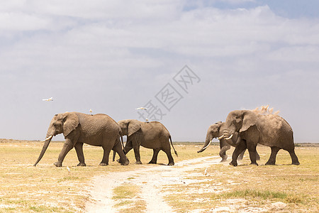 肯尼亚安博塞利国家公园野象群獠牙野生动物哺乳动物小牛国家荒野动物环境力量泥路图片