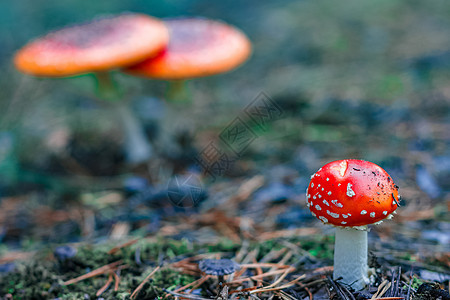 红色有毒Amanita蘑菇生长橙子森林植物树叶菌类木头树木照片生物学图片