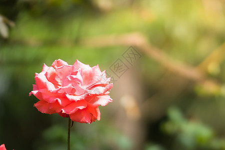 盛开的玫瑰花花园里的玫瑰花粉色玫瑰植物群情人树叶绿色花瓣日光背景
