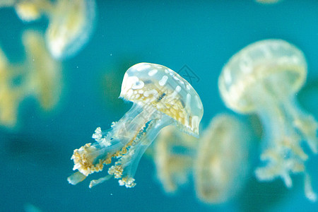 金色果冻潜水蓝色异国生活生物点状漂浮水族馆野生动物危险图片