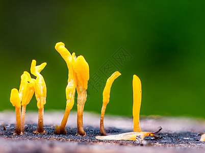 Dacryopinax病原体 一种可食用果冻真菌季节蔬菜森林苔藓生活团体宏观木头环境橙子图片