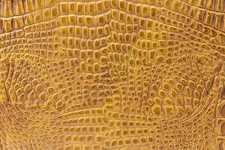 黄色皮肤的纹理织物鳄鱼横幅空白棕色橙子衣服质量纺织品艺术图片
