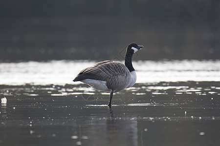 加拿大鹅在水中单腿站立野生动物白色动物黑雁条腿黑色图片