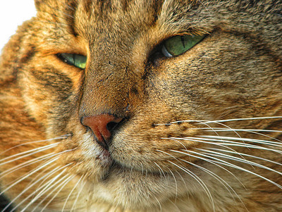 猫肖像哺乳动物毛皮猫科动物眼睛小猫动物宠物柔软度猫咪爆头图片