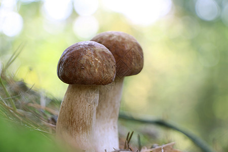 两个长长的白蘑菇 特配图片