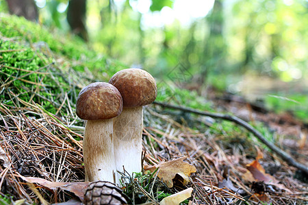两个长长的白蘑菇图片