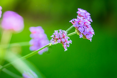 五颜六色的花的背景图片花瓣植物群季节花束植物粉色生长紫色宏观背景图片