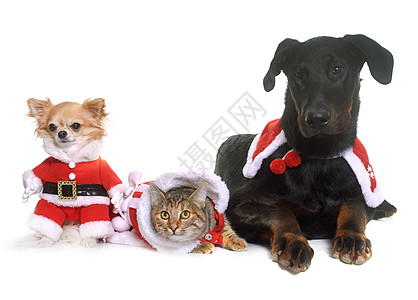 猫 狗和圣诞节奇装异服团体帽子动物虎斑牧羊犬小狗猫科工作室黑色图片