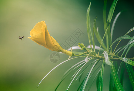 一只蜜蜂接近黄花 有美丽的叶子背景图片