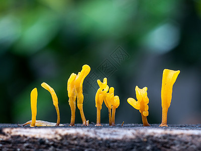Dacryopinax病原体 一种可食用果冻真菌环境叶子公园宏观热带生长橙子季节木头生活图片