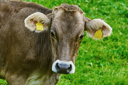 牛的肖像蹄类哺乳动物牧草饲养场农业乡村动物群农场草地草原图片
