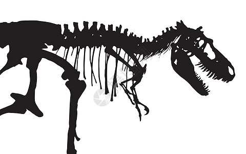 暴龙雷克斯骨架 太阳光矢量 侧视阴影古生物学身体骨骼考古捕食者科学怪物恐龙动物图片