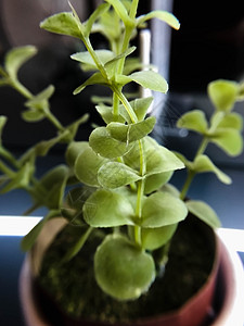 特写绿色休假日 模糊背景生长植物绿色白色宏观森林环境植物群叶子美丽图片