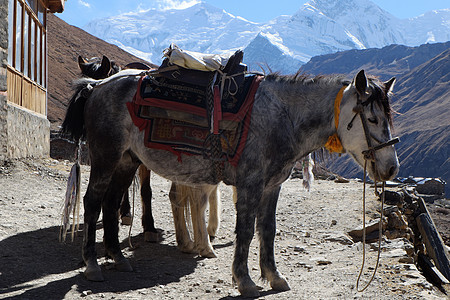 尼泊尔山马在山上高高的山上图片